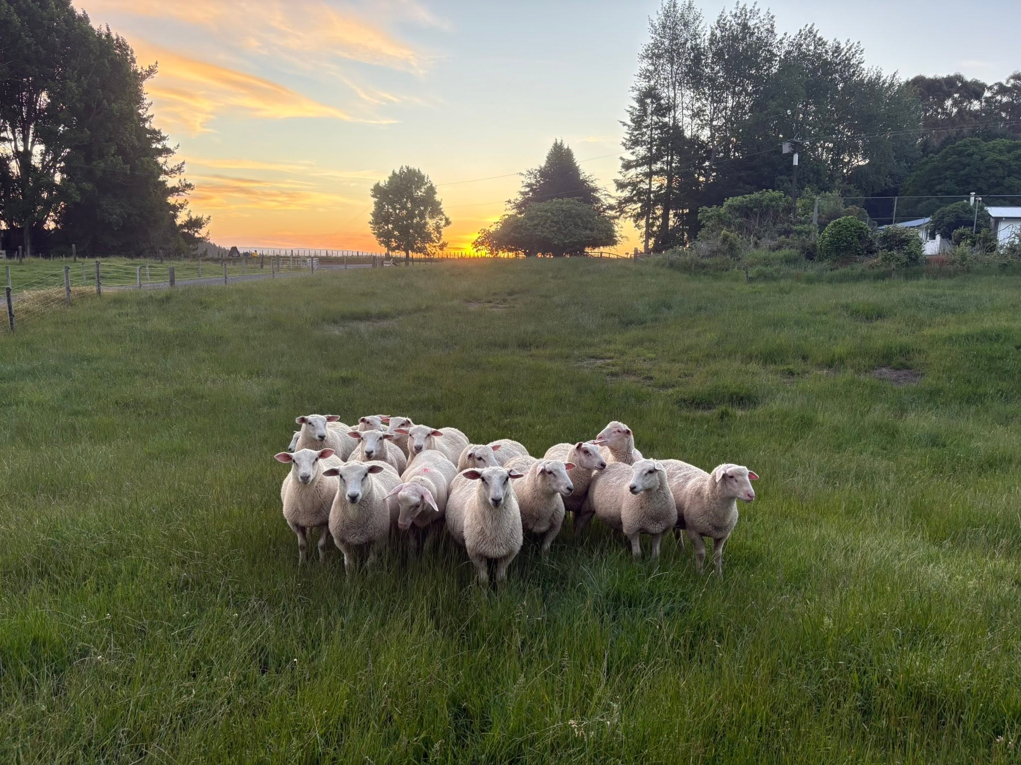 The flock gathered in long grass at golden hour on the Tihoi farm