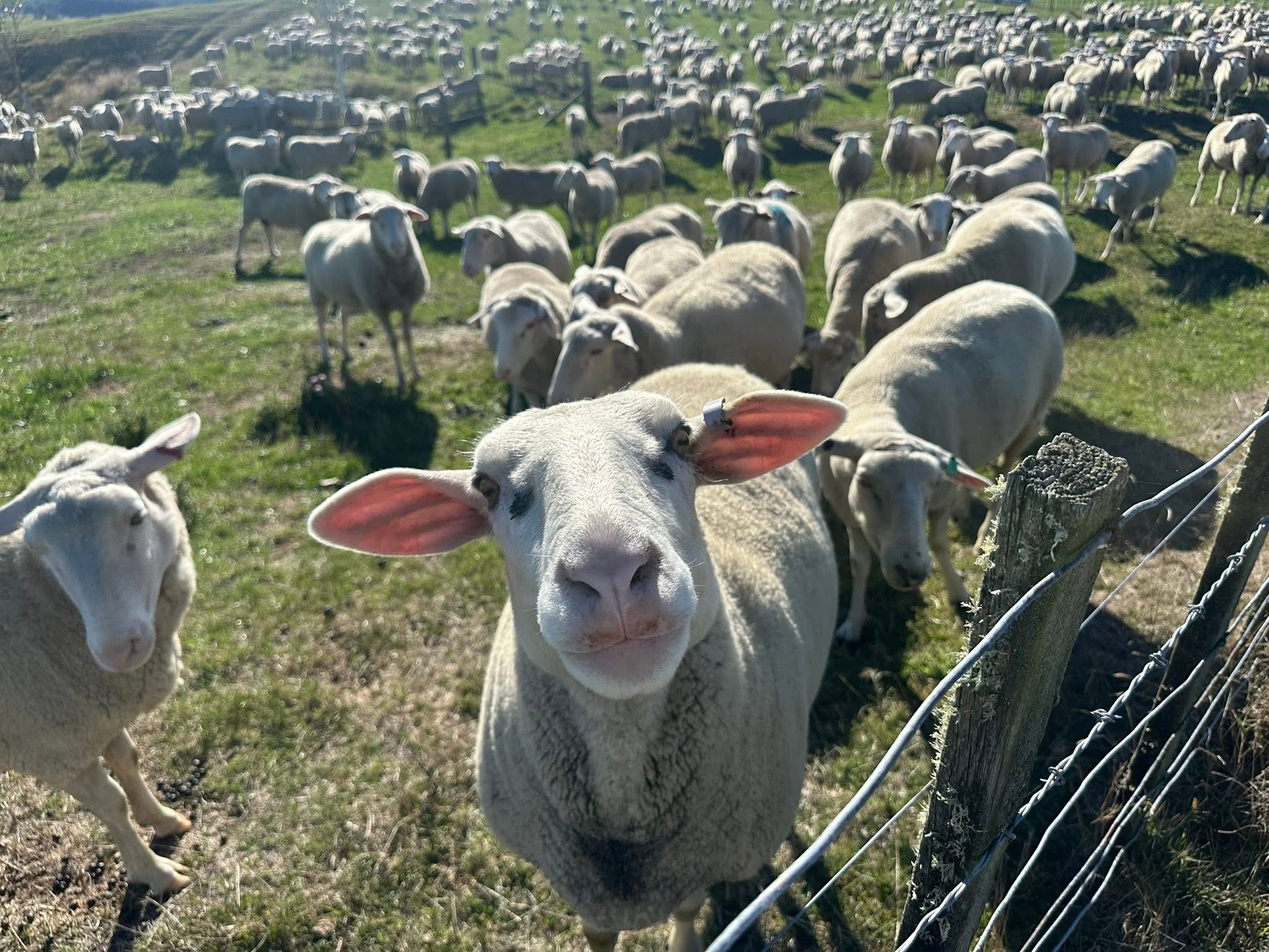 A curious ewe at the fence, flock behind her
