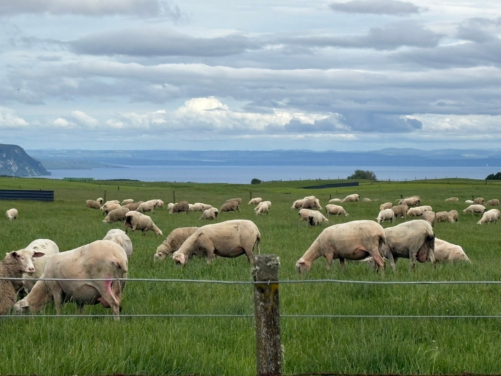 Ewes grazing with Lake Taupō and the western cliffs beyond