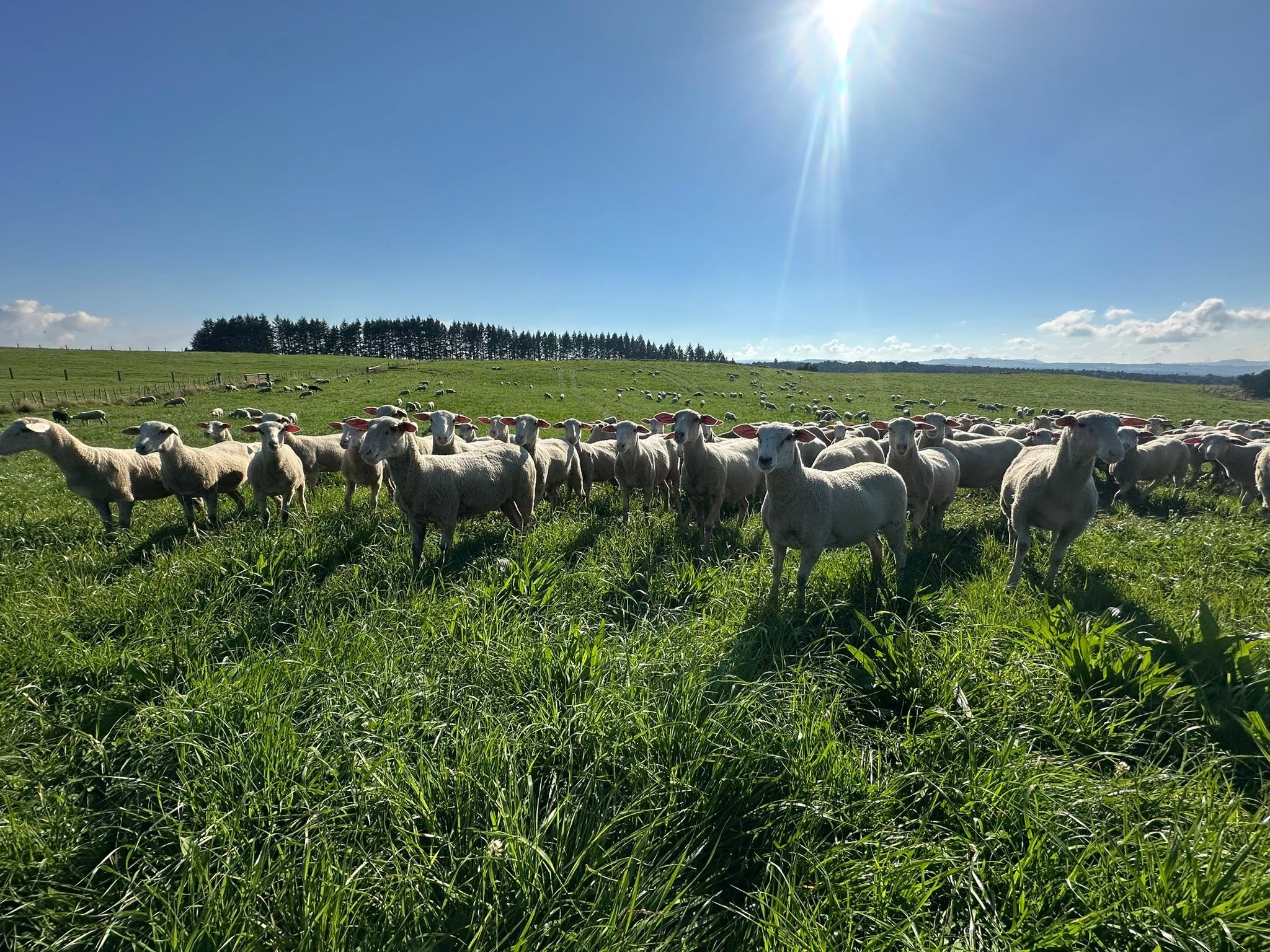 The flock in deep summer grass under a bright plateau sky